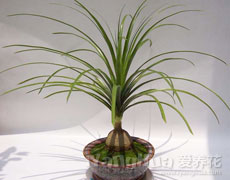酒瓶兰